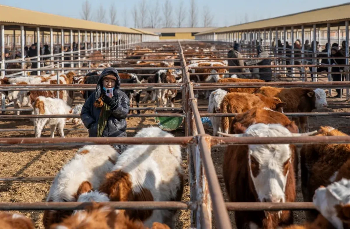 20241212_1733966302533653.jpg 12月的北京天清气朗1610 拷贝.jpg