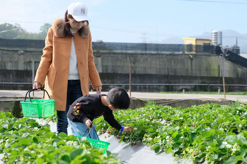 【2024苗栗大湖草莓季推薦】7家超人氣大湖採草莓草莓園農場