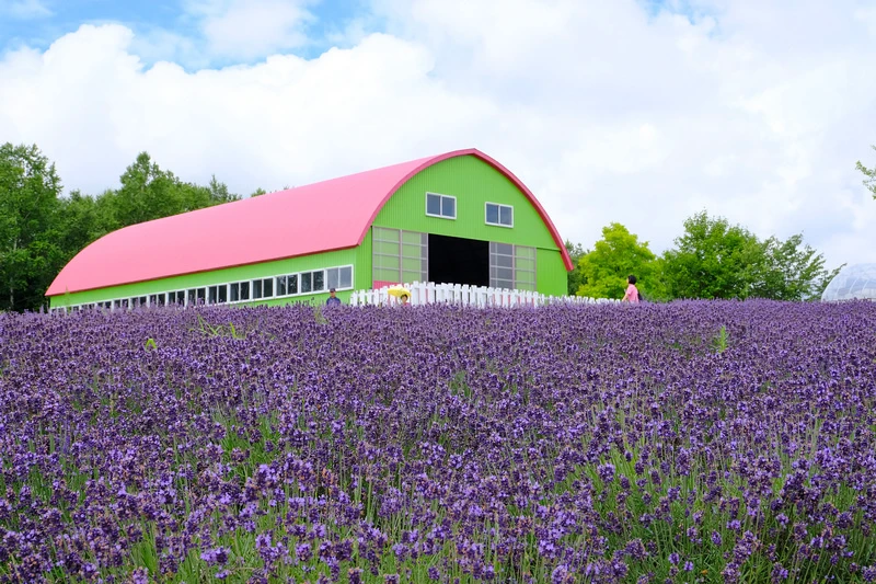 【北海道】四季彩之丘：彩虹般的花田絕色美景！美瑛必去景點超驚