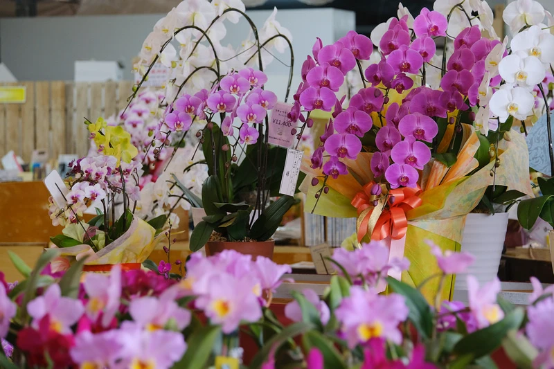 【沖繩】Bios之丘生態農場：遛山羊、湖中遊船、水牛車等親子