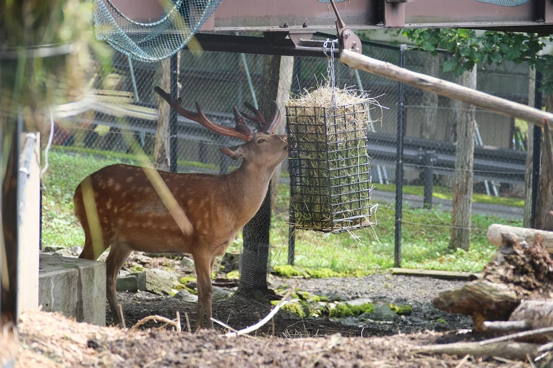 【北海道】旭山動物園：超夯企鵝散步＆北極熊游泳必看，含門票交