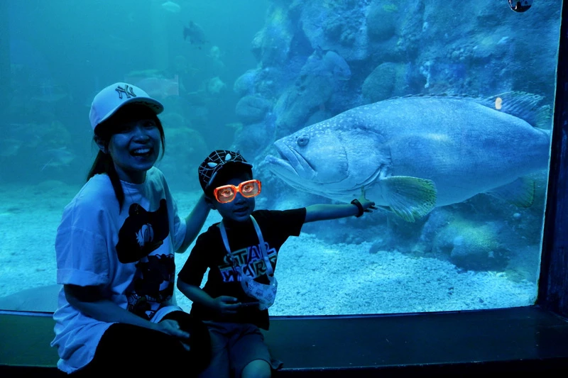 【澎湖】澎湖水族館：餵食秀超精彩！門票優惠＆海星觸摸池親子必