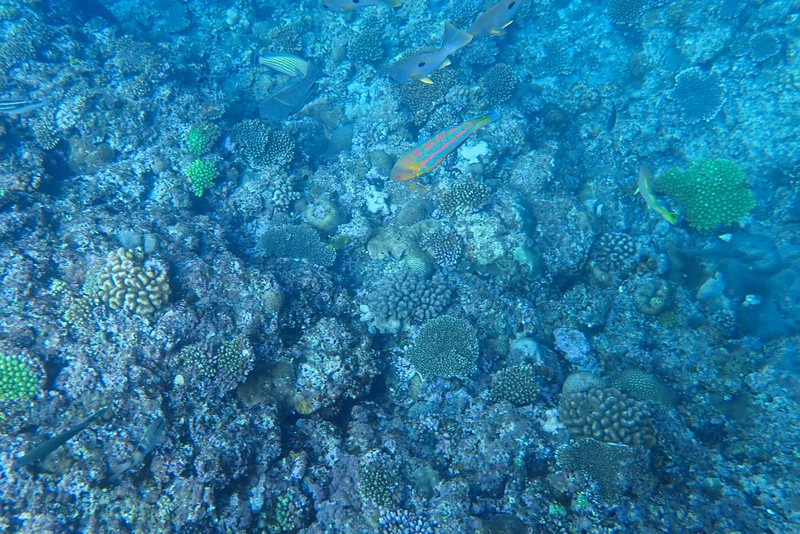 【沖繩浮潛潛水推薦】青之洞窟：海水清澈魚群超多，費用不貴兒童