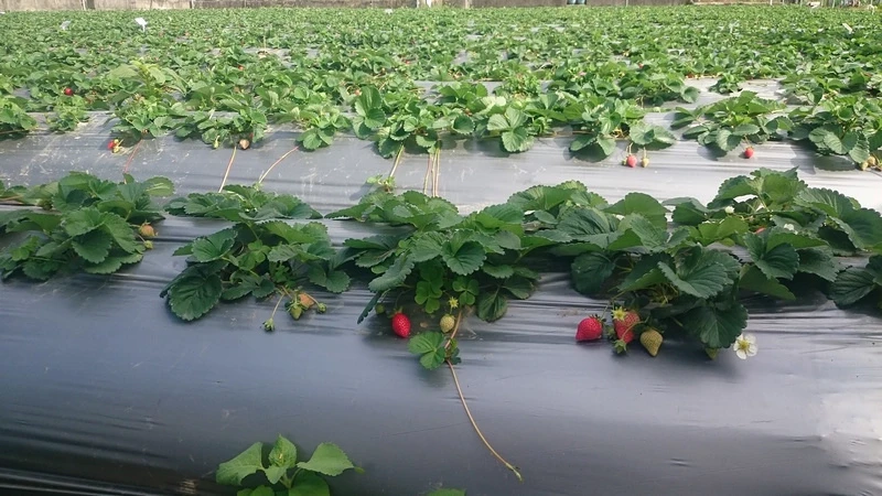 【2024苗栗大湖草莓季推薦】7家超人氣大湖採草莓草莓園農場