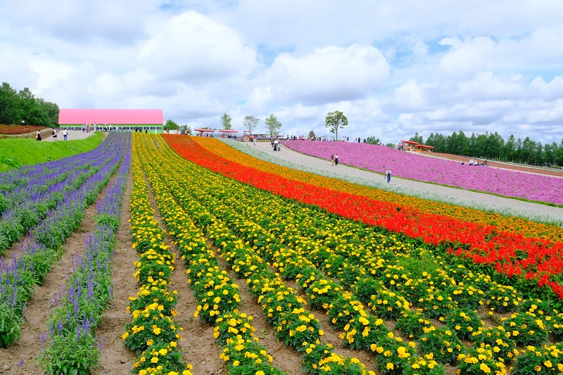 【北海道】四季彩之丘：彩虹般的花田絕色美景！美瑛必去景點超驚