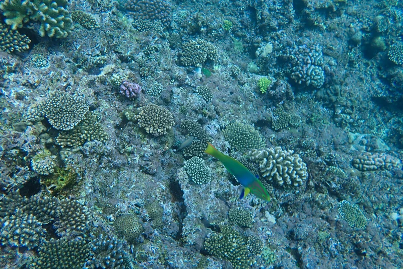【沖繩浮潛潛水推薦】青之洞窟：海水清澈魚群超多，費用不貴兒童