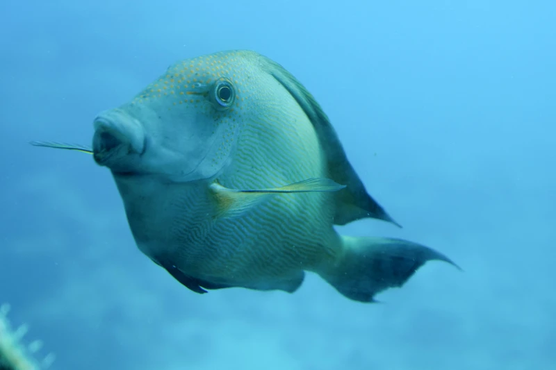 【沖繩】部瀨名海中公園：海中展望塔＆玻璃船門票優惠，暢遊海中