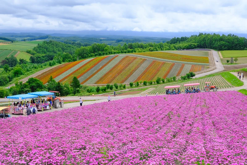 【北海道】四季彩之丘：彩虹般的花田絕色美景！美瑛必去景點超驚