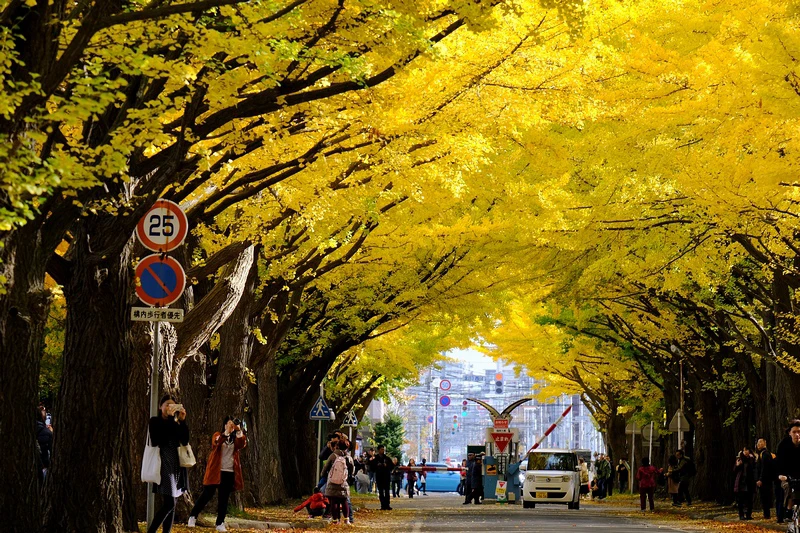 【札幌】北海道大學：銀杏大道美翻天！景點食堂、停車交通地圖全