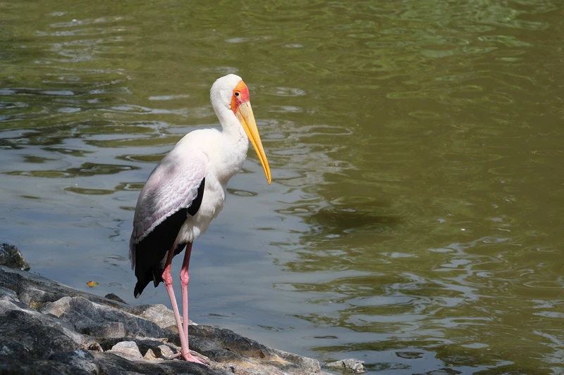 【沖繩】名護自然動植物公園：零距離接觸動物！鐵道火車和飛禽表