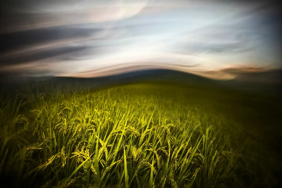 稻浪2012早秋的田野，稻穗隨風翻動，彷彿在為即將到來的豐收歡舞。