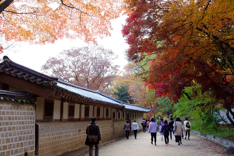 【韓國首爾】昌德宮秘苑預約＆門票韓服，紅葉漫天皇族後花園爆炸