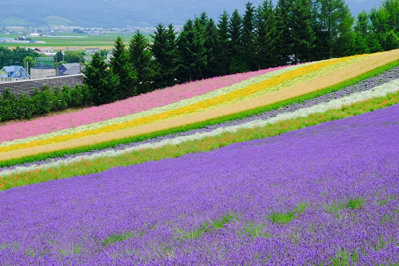 【北海道】富田農場：薰衣草花季美到爆炸！富良野花田最強景點狂