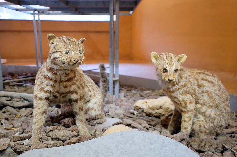 【新竹市立動物園】超美文青風動物園！門票交通美食＆附近景點一