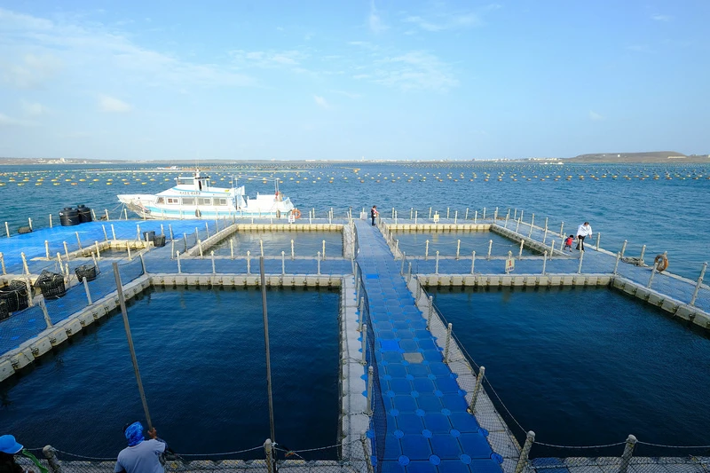 【澎湖】海上皇宮海洋牧場：鮮蚵吃到飽＆釣魚吃海鮮粥，門票優惠