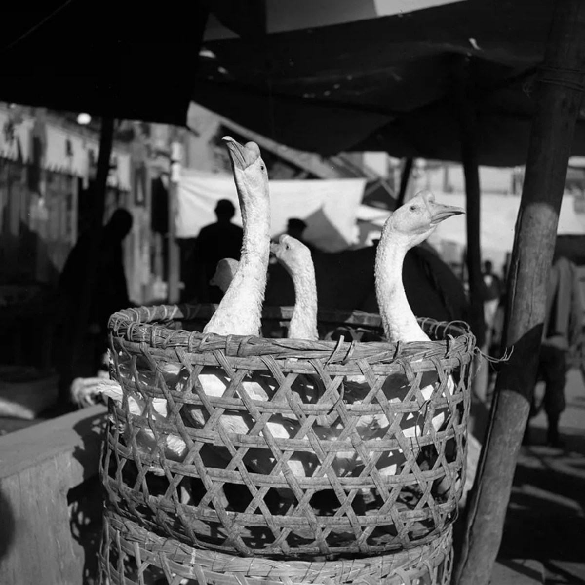 摘要7169 拷贝.jpg