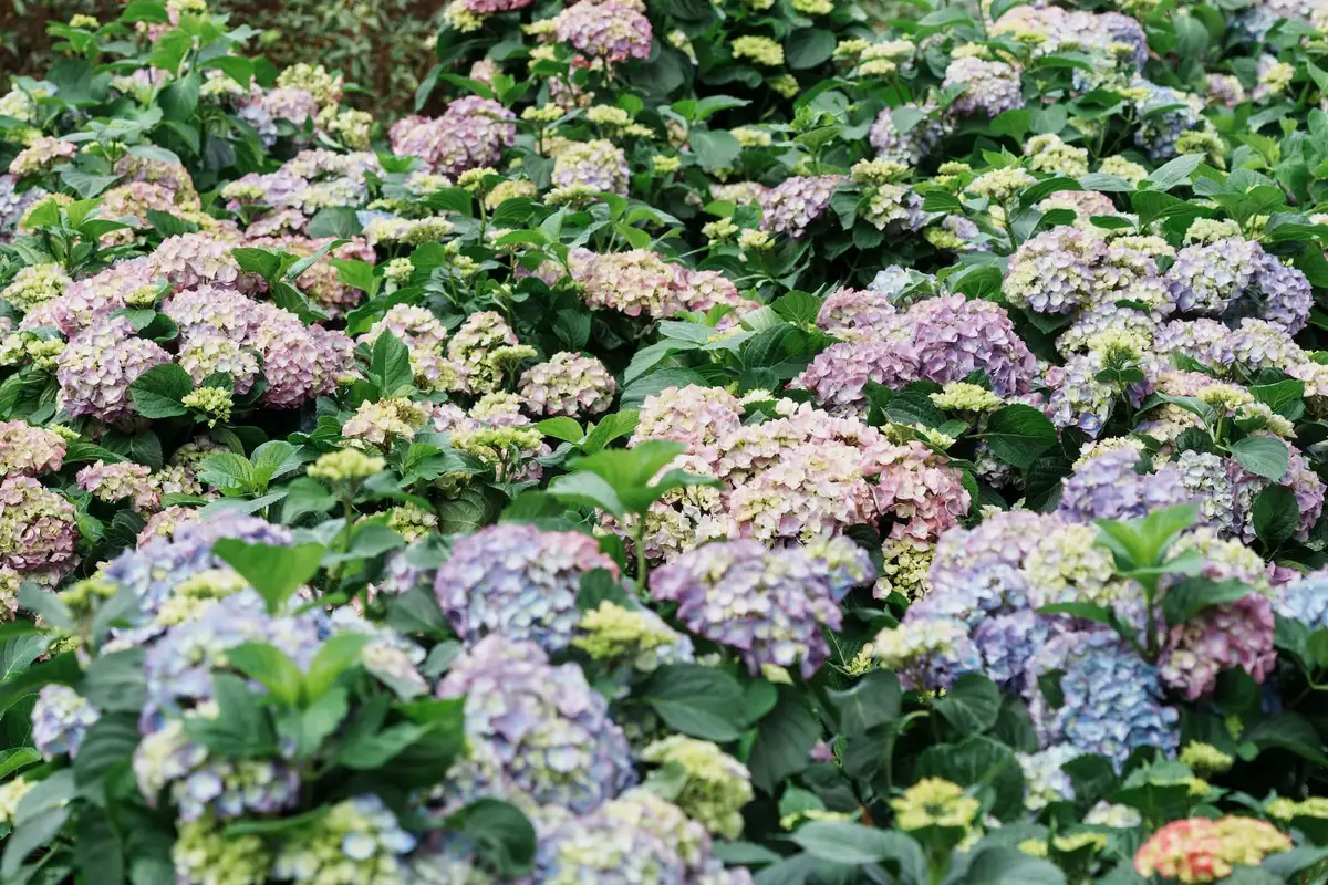 與大安森林公園「杜鵑花心心」同樣受歡迎的繡球花園