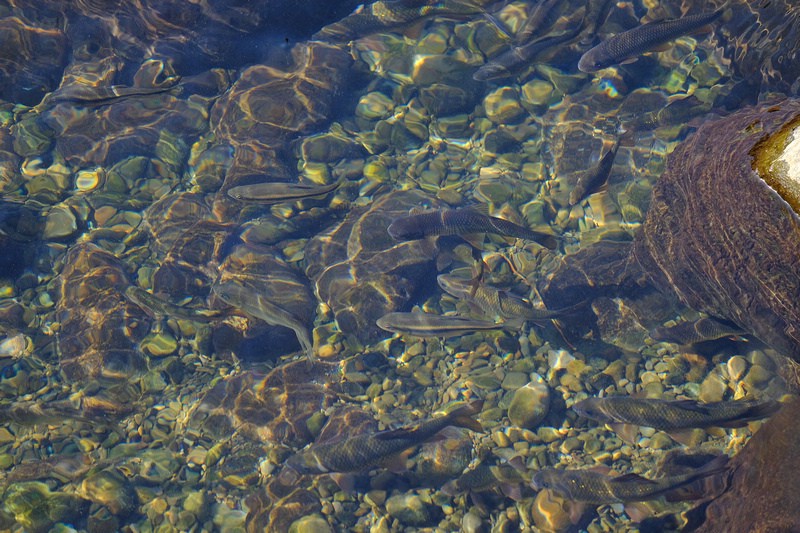 【苗栗南庄】蓬萊溪護魚步道：溪水清澈魚超多，免門票好停車平穩