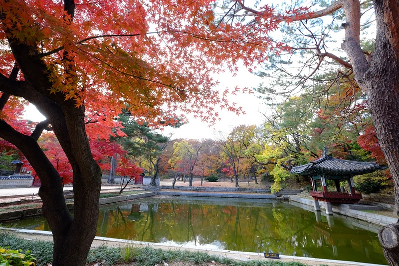 【韓國首爾】昌德宮秘苑預約＆門票韓服，紅葉漫天皇族後花園爆炸