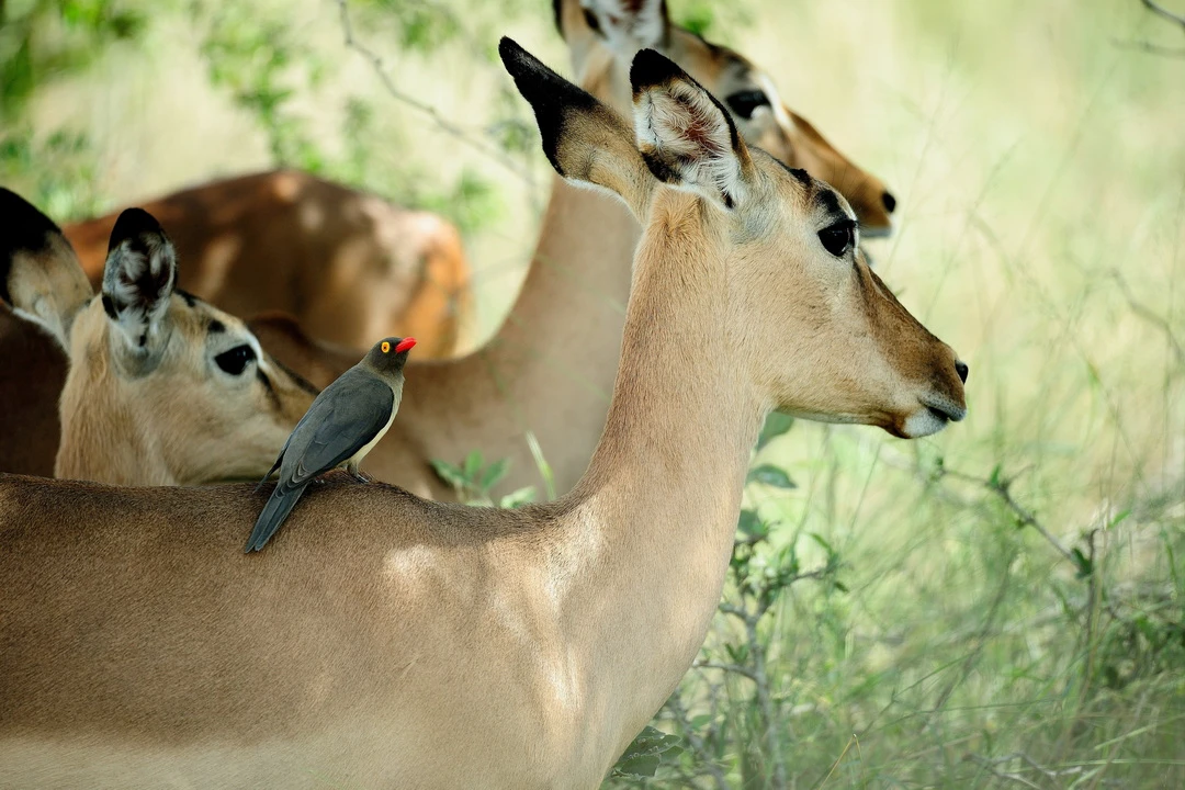 20240918_1726628308399483.jpg 社会组 郑拓凡 好朋友.jpg