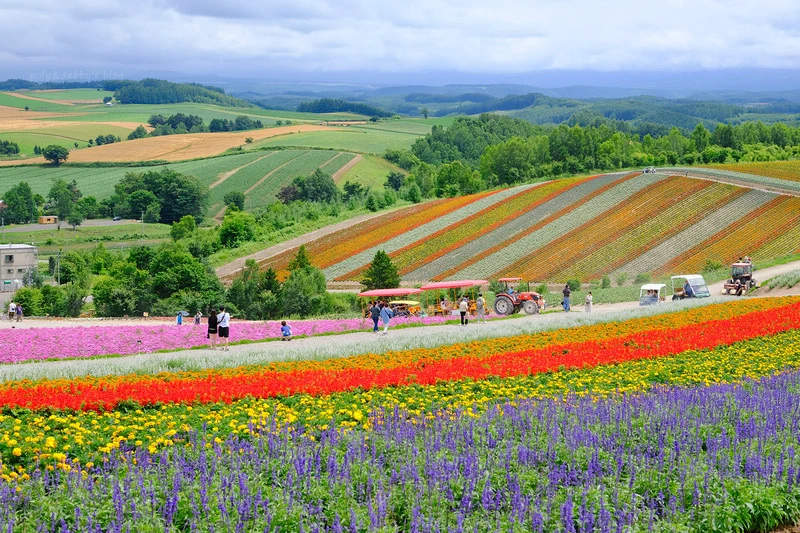 【北海道】四季彩之丘：彩虹般的花田絕色美景！美瑛必去景點超驚