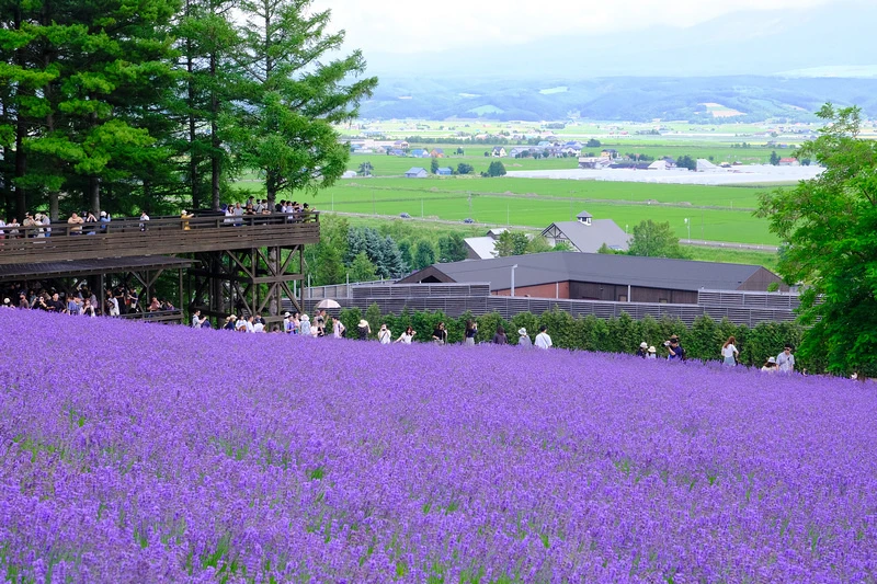 【北海道】富田農場：薰衣草花季美到爆炸！富良野花田最強景點狂