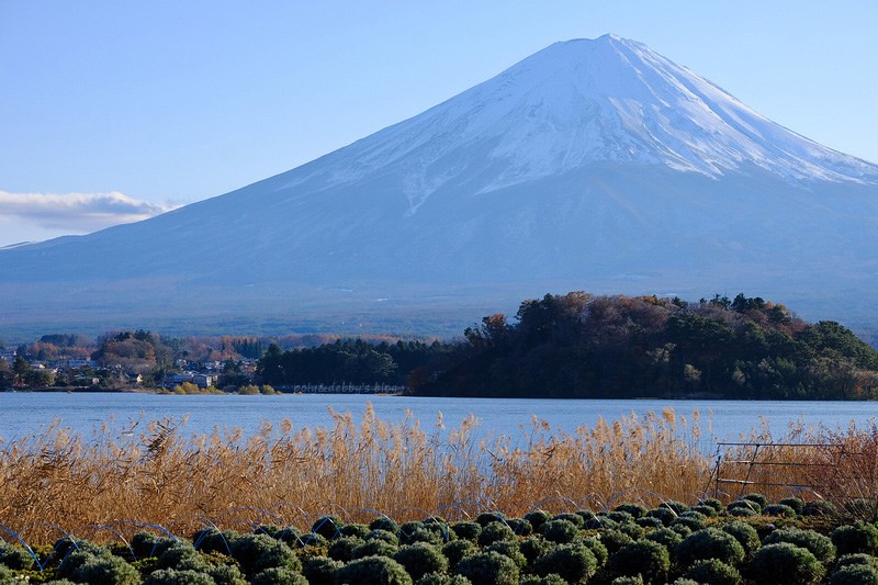 【河口湖】大石公園:巨無霸富士山視野美翻天!薰衣草、波波草花季好漂亮 【河口湖】大石公園:巨無霸富士山視野美翻天!薰衣草、波波草花