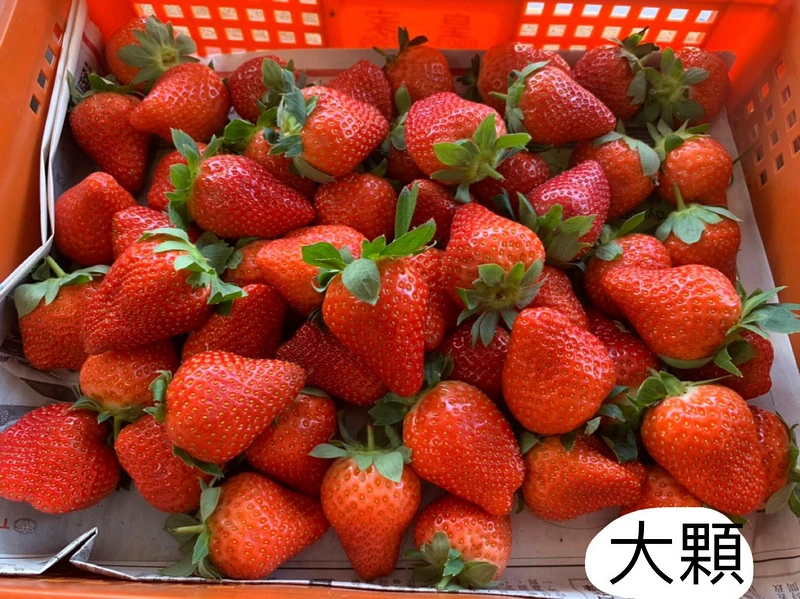 【2024苗栗大湖草莓季推薦】7家超人氣大湖採草莓草莓園農場