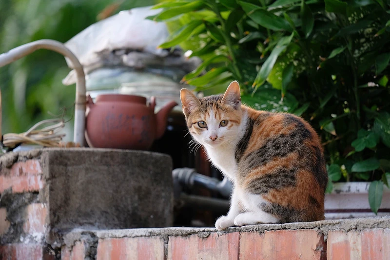【苗栗】貓狸山功維敘隧道：七彩霓虹燈步道、懷舊火車、市集美食