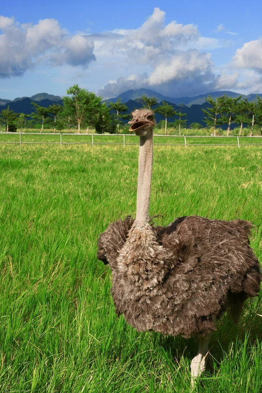 【花蓮親子景點推薦2024】小孩嗨翻！室內戶外農場樂園玩水等