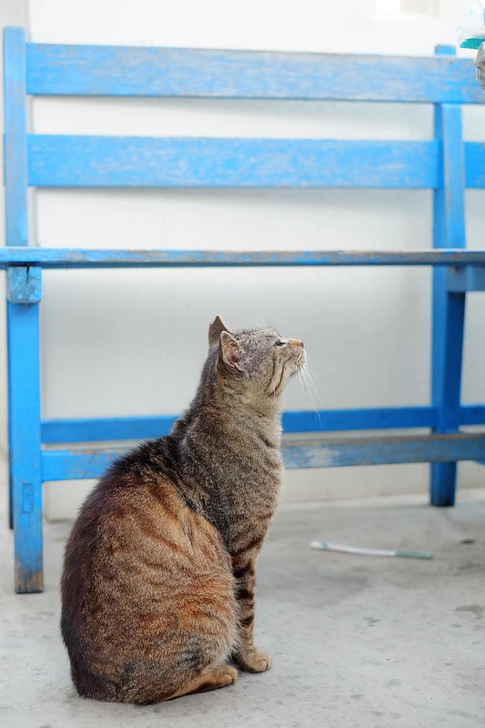 【沖繩】奧武島：貓島美食交通全攻略！暗藏美味天婦羅的純樸小漁