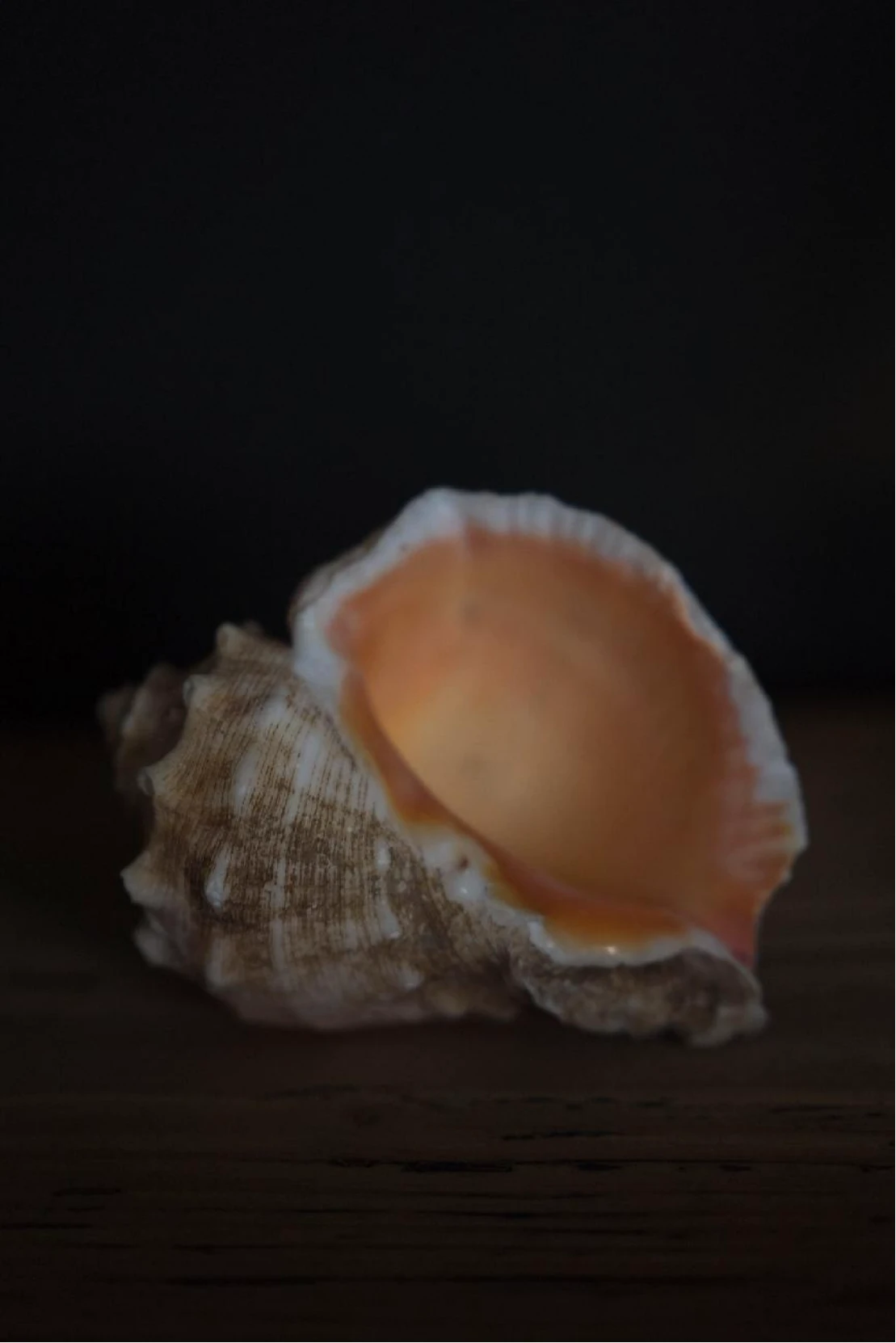 [中英] 新闻稿_2025 集美·阿尔勒国际摄影季 28507 拷贝.jpg