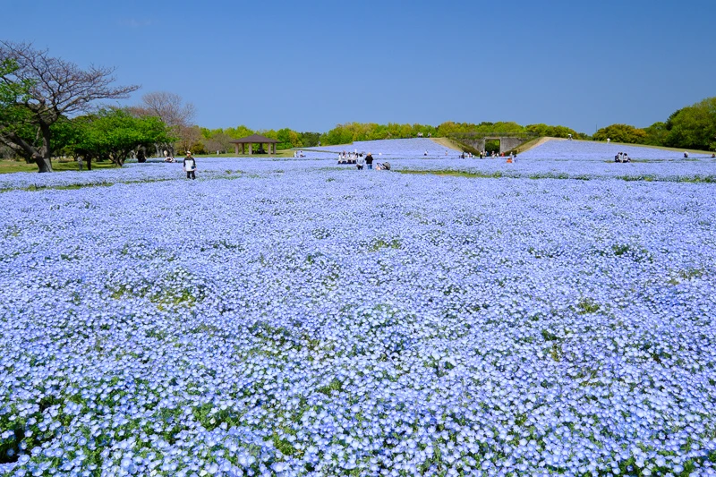 【2025福岡自由行】最強福岡行程安排懶人包！景點美食、交通花費全攻略