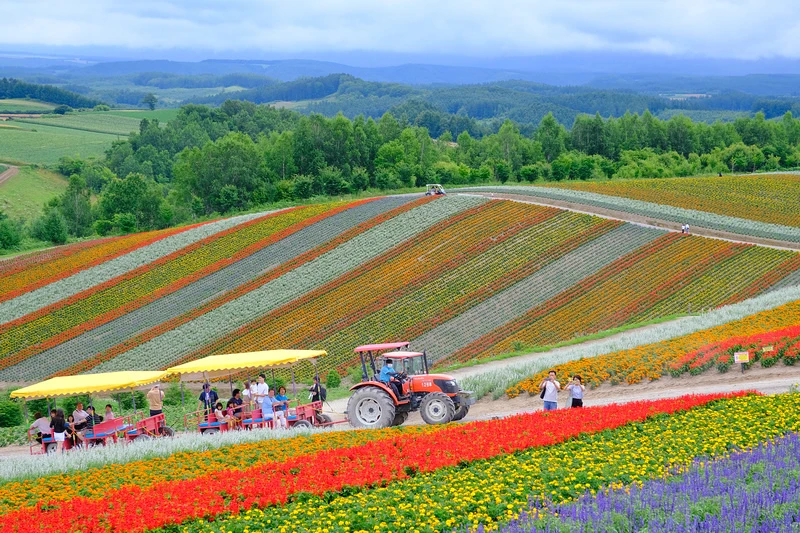 【北海道】四季彩之丘：彩虹般的花田絕色美景！美瑛必去景點超驚