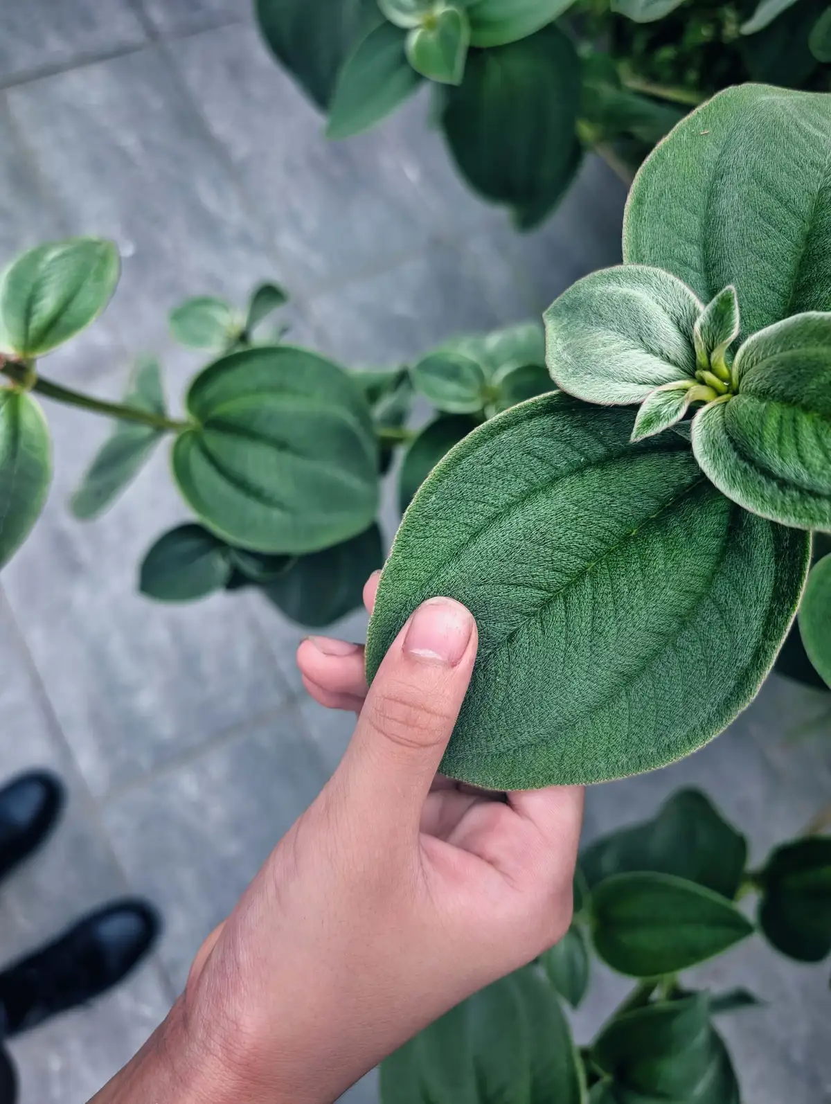 來到「冠翔泉旅」為孩子上一堂景觀生態課。（圖中植物為銀絨野牡丹，帶有犬耳質感的厚葉）攝影／高麗音