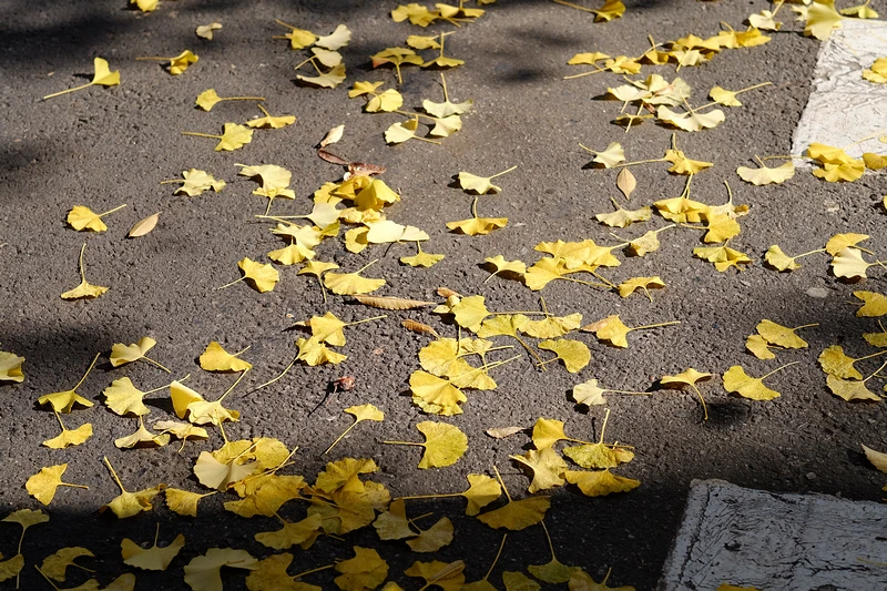 【首爾】德壽宮石牆路：韓國公認最美小路賞楓必去！門票＆免費韓