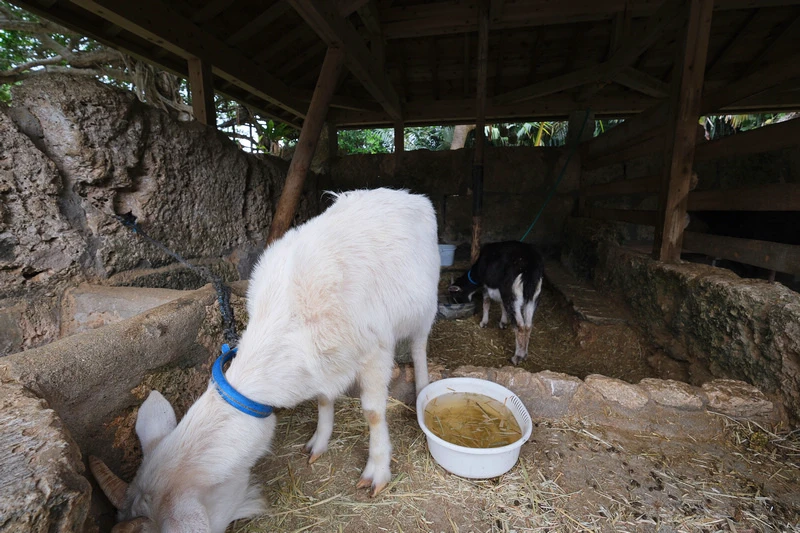 【沖繩】琉球村：重現古老沖繩！琉球王國主題公園人氣表演秀＆探