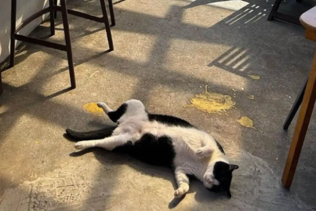 店內時不時可以看見貓咪睡倒的可愛模樣。圖片來源／金山跳石沒有名字的咖啡店社群