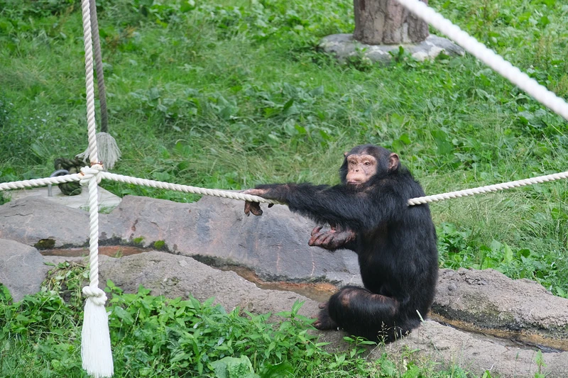 【北海道】旭山動物園：超夯企鵝散步＆北極熊游泳必看，含門票交