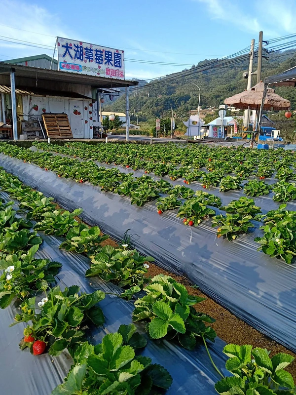 【2024苗栗大湖草莓季推薦】7家超人氣大湖採草莓草莓園農場