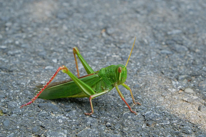 【新竹】青青草原：54公尺長溜滑梯、五大草原、健行步道，免門