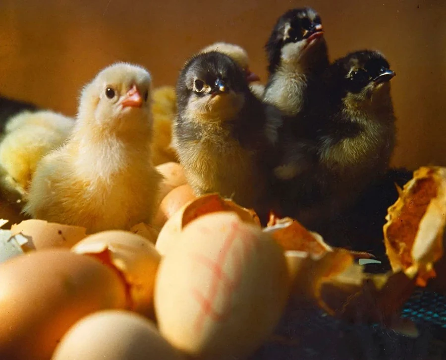 作为新中国第一代女摄影师12542 拷贝.jpg