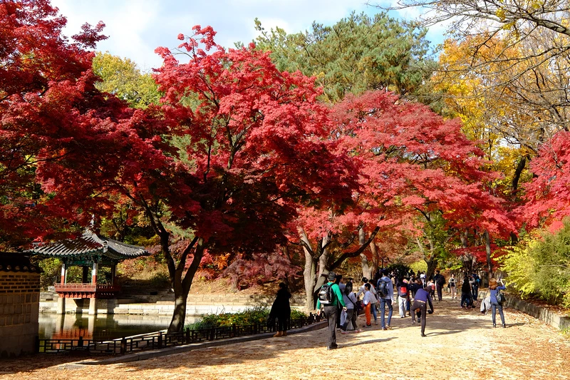 【韓國首爾】昌德宮秘苑預約＆門票韓服，紅葉漫天皇族後花園爆炸
