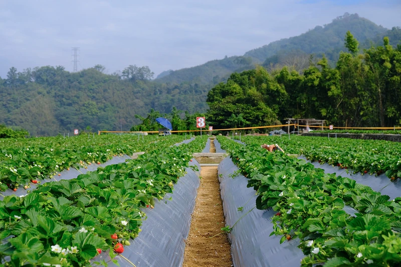 【2024苗栗大湖草莓季推薦】7家超人氣大湖採草莓草莓園農場