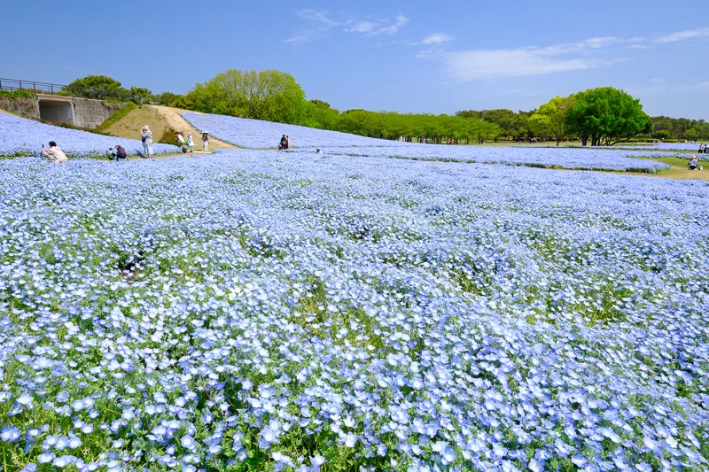 【福岡】海之中道海濱公園：150萬株粉蝶花海超夢幻！花期＆交通門票彙整