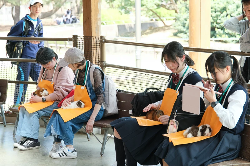 【福岡】海之中道海濱公園：150萬株粉蝶花海超夢幻！花期＆交通門票彙整