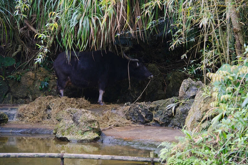 【沖繩】Bios之丘生態農場：遛山羊、湖中遊船、水牛車等親子