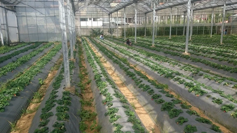 【2024苗栗大湖草莓季推薦】7家超人氣大湖採草莓草莓園農場