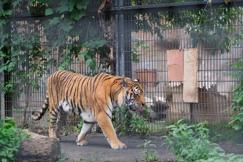 【北海道】旭山動物園：超夯企鵝散步＆北極熊游泳必看，含門票交