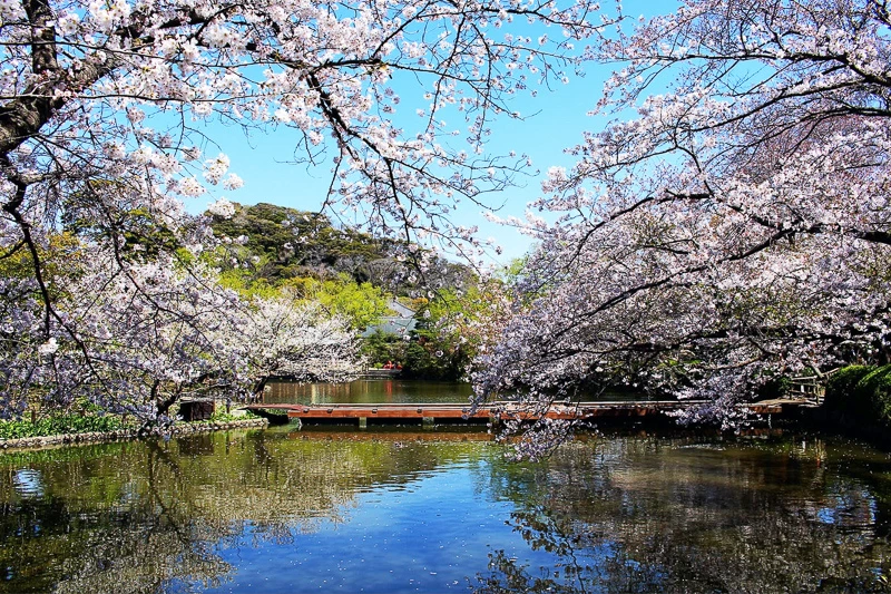 【鎌倉】鶴岡八幡宮